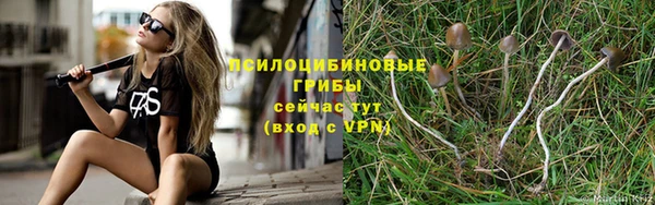 прущие грибы Бронницы